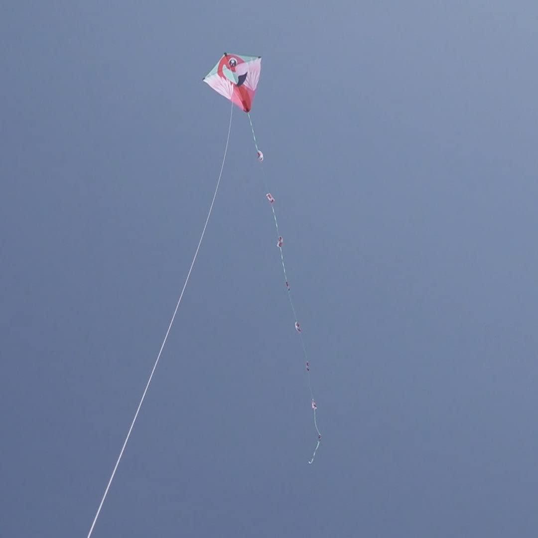 X Kites Rare Air Hang Glider Delta Kite Kitty Hawk Kites Online Store