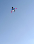 11.5 Delta Kite - Waverider