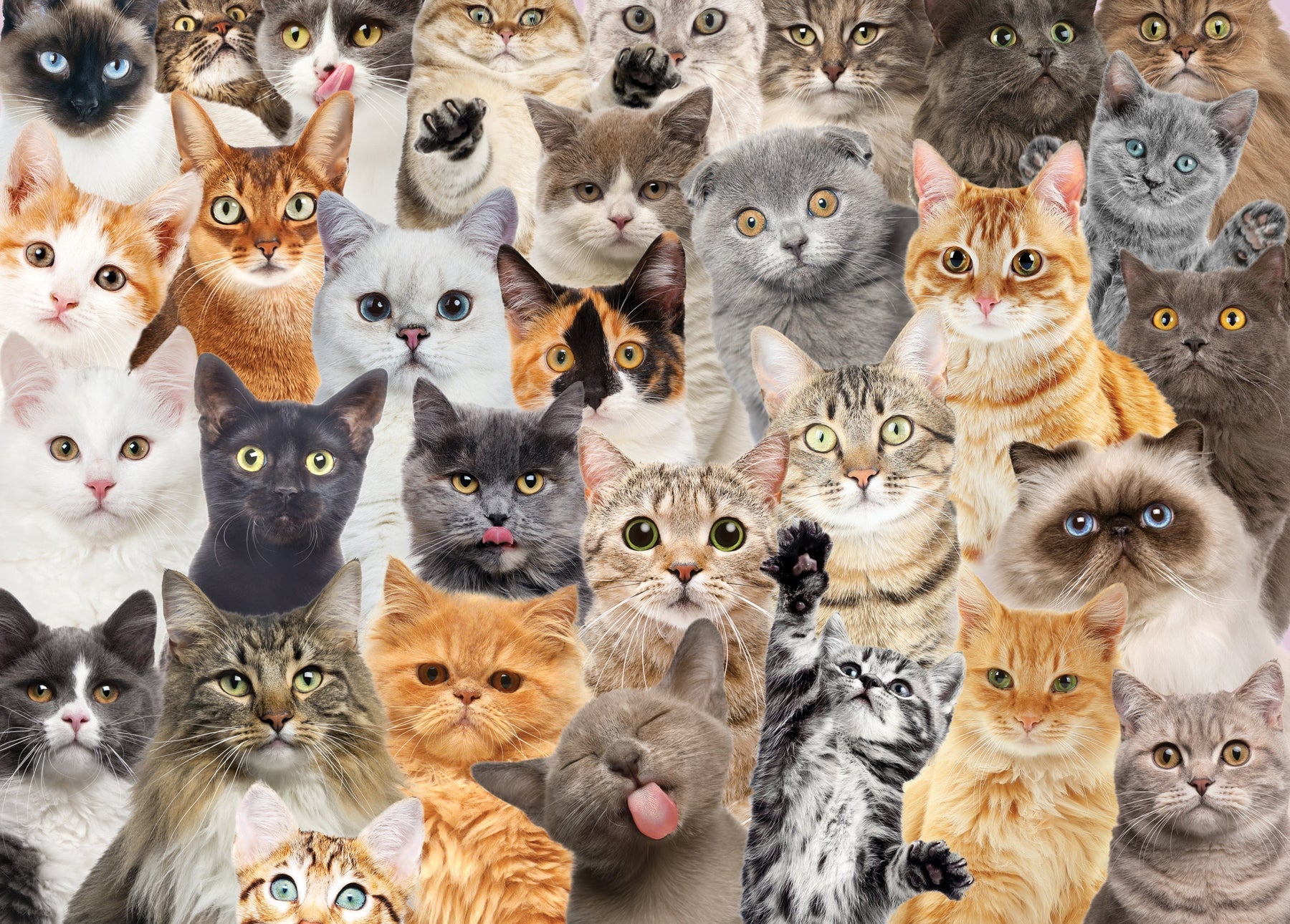 クリバンキャット1000ピース ジグソーパズル LOTS OF KITTIES All The Cats 1000 Piece Jigsaw Puzzle – Kitty Hawk Kites