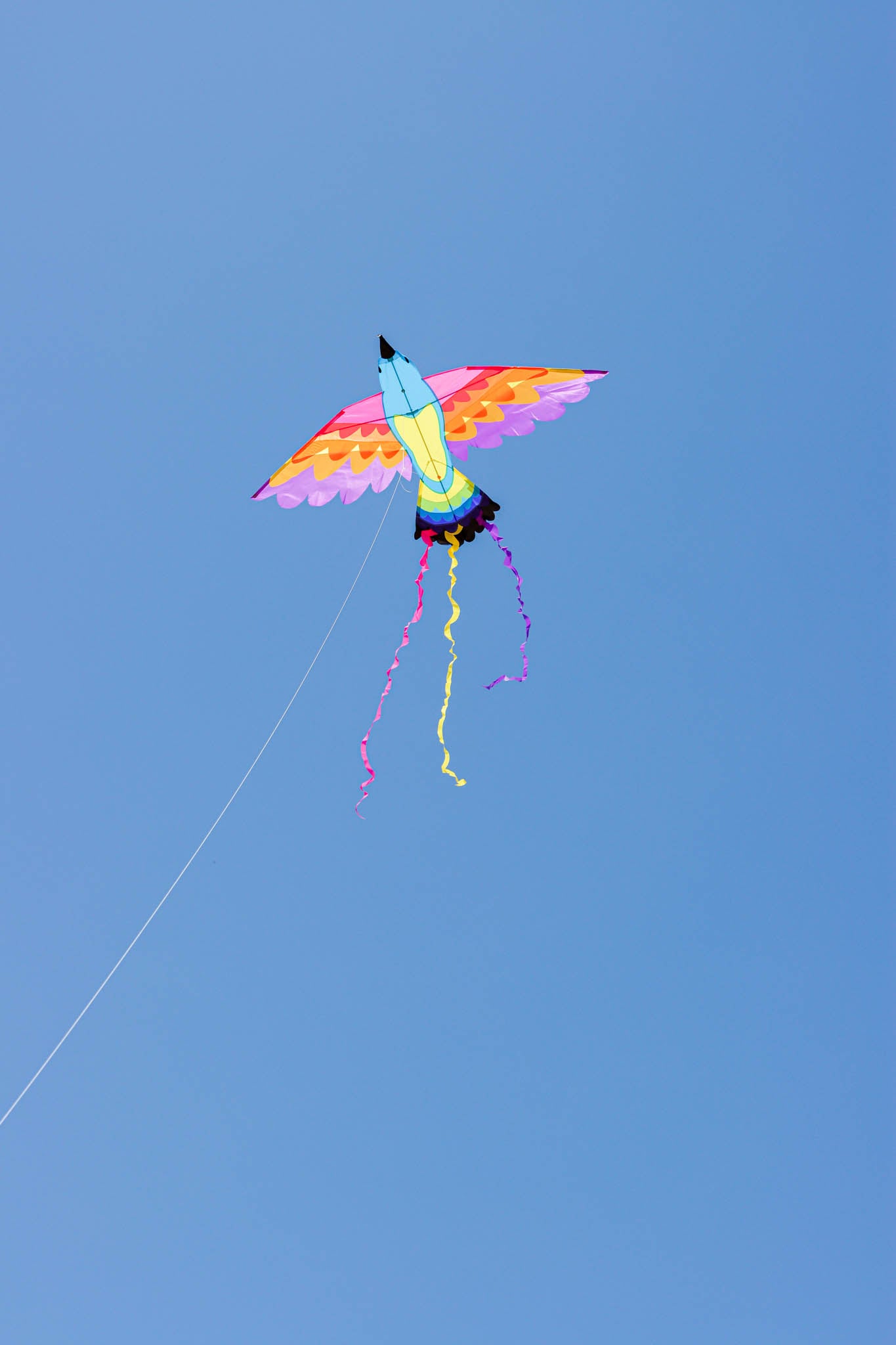 Paradise Bird Kite