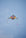 6.5 Foot Festive Sky Delta Kite Package - Neon Flash