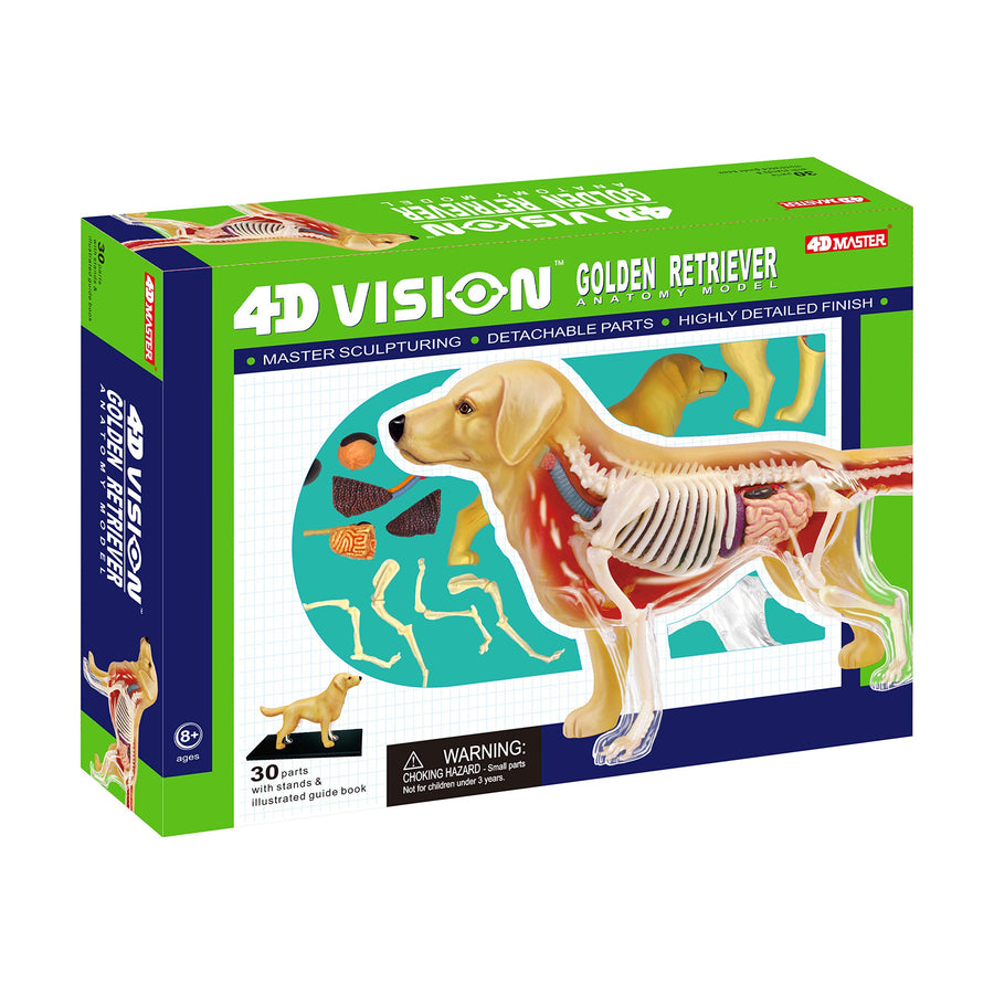 4D Vision Golden Retreiver Anatomy Model