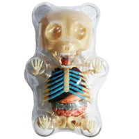 Gummi Bear Skeleton Anatomy Model - Kitty Hawk Kites Online Store