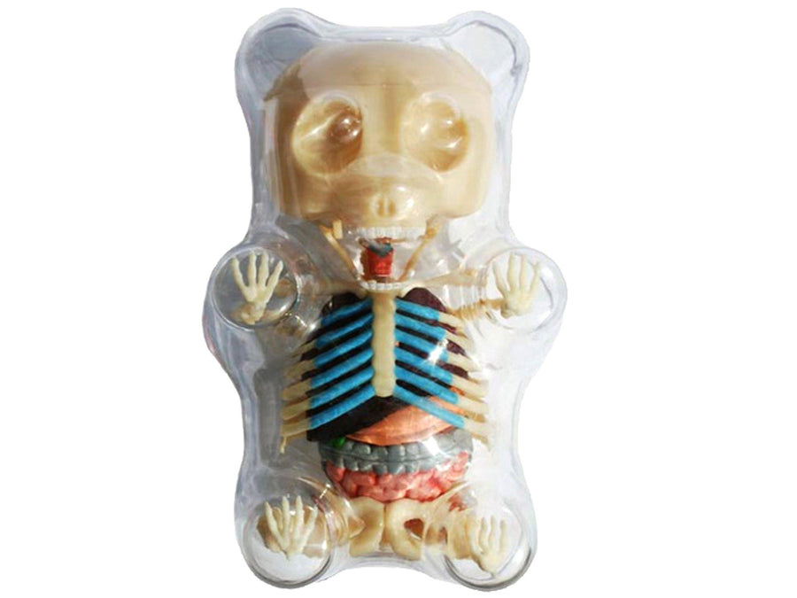Gummi Bear Skeleton Anatomy Model - Kitty Hawk Kites Online Store