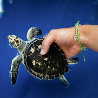 4Ocean Lime Green Sea Turtle Bracelet - Kitty Hawk Kites Online Store