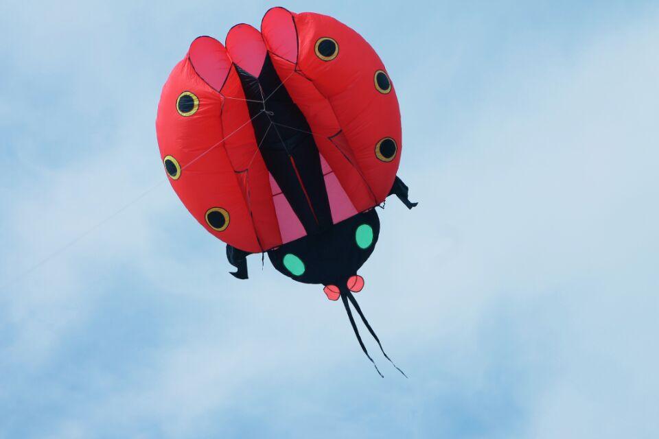 5m Ladybug Inflatable Kite - Kitty Hawk Kites Online Store